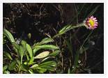 Erigeron borealis * Boreal Fleabane - Ben Lawyers - July 1983 * 5489 x 3893 * (7.29MB)